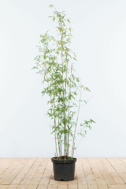 Fargesia murielae 'Jiuzhaigou' 100-125 cm