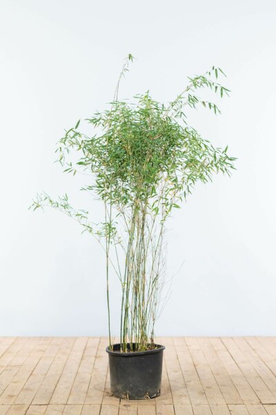 Fargesia murielae 'Jiuzhaigou' 125-150 cm