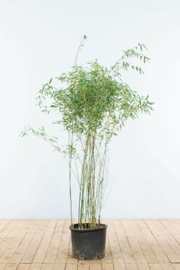 Gul bambus Fargesia murielae 'Jiuzhaigou' hæk 125-150 rodklump Fargesia murielae 'Jiuzhaigou' 125-150 cm