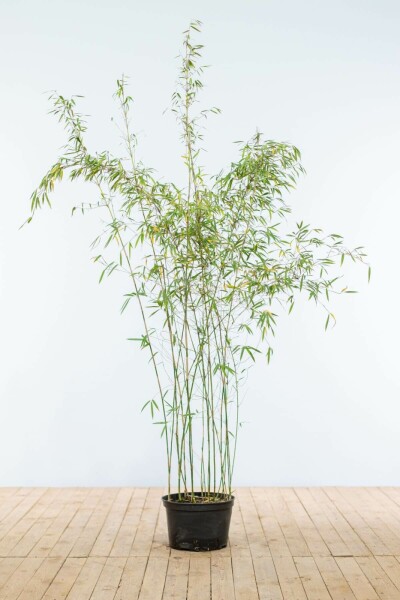 Fargesia murielae 'Jiuzhaigou' 150-175 cm