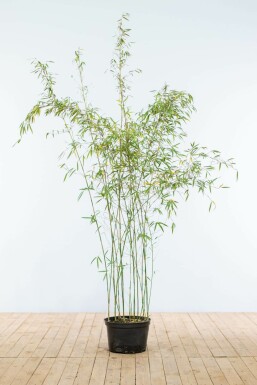 Gul bambus Fargesia murielae 'Jiuzhaigou' hæk 150-175 rodklump Fargesia murielae 'Jiuzhaigou' 150-175 cm