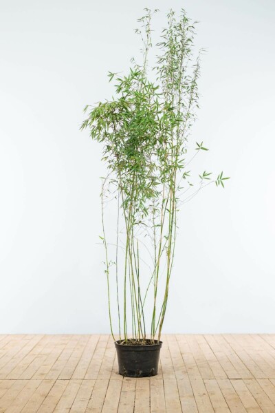 Fargesia murielae 'Jiuzhaigou' 175-200 cm