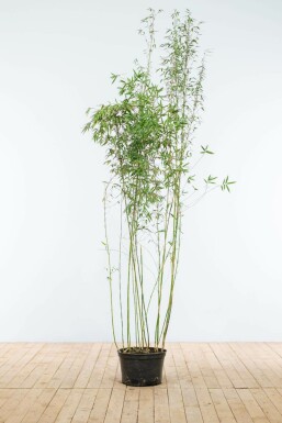 Fargesia murielae 'Jiuzhaigou' 175-200 cm