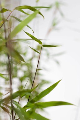 Fargesia murielae 'Jumbo' 200-225 cm - Potte