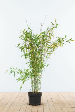 Gul bambus Fargesia murielae 'Jumbo' hæk 80-100 rodklump