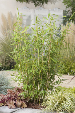 Fargesia murielae 'Jumbo' 80-100 cm