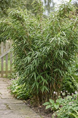 Fargesia murielae 'Jumbo' 80-100 cm - Potte