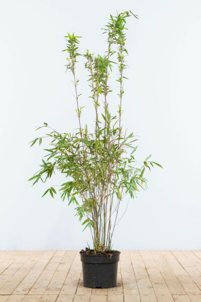 Fargesia murielae 'Jumbo' 100-125 cm
