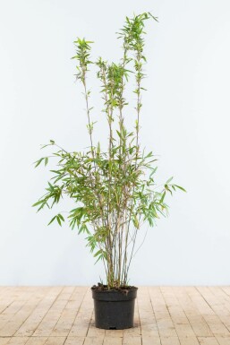 Fargesia murielae 'Jumbo' 100-125 cm