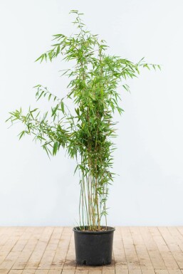 Fargesia murielae 'Jumbo' 125-150 cm