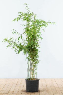 Gul bambus Fargesia murielae 'Jumbo' hæk 125-150 rodklump