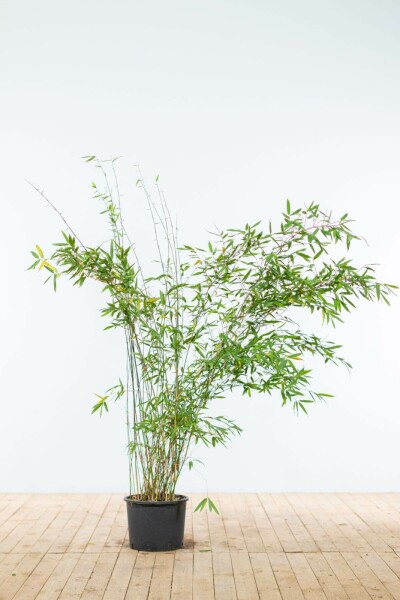 Fargesia murielae 'Jumbo' 150-175 cm