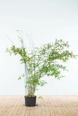 Gul bambus Fargesia murielae 'Jumbo' hæk 150-175 rodklump Fargesia murielae 'Jumbo' 150-175 cm