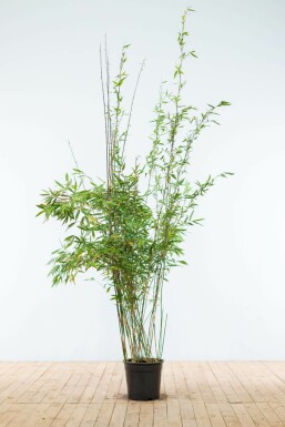 Gul bambus Fargesia murielae 'Jumbo' hæk 175-200 rodklump Fargesia murielae 'Jumbo' 175-200 cm