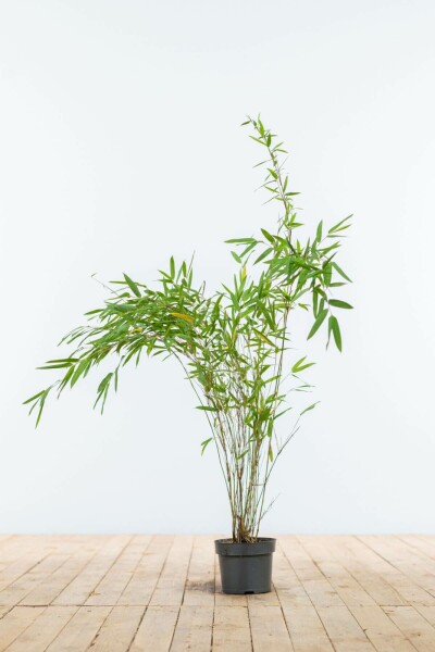 Fargesia nitida 60-80 cm