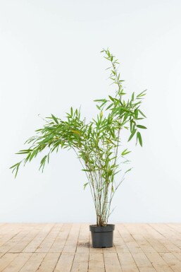 Sort bambus Fargesia nitida hæk 60-80 rodklump