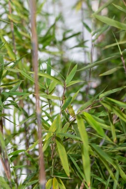 Sort bambus Fargesia nitida hæk 60-80 rodklump