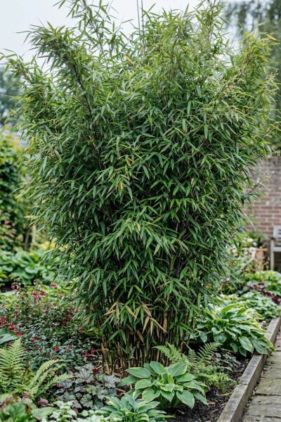 Fargesia nitida 60-80 cm - Rodklump