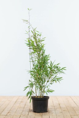 Sort bambus Fargesia nitida hæk 80-100 rodklump