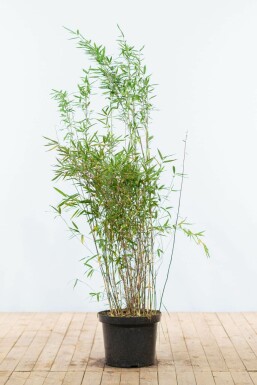 Fargesia nitida 125-150 cm