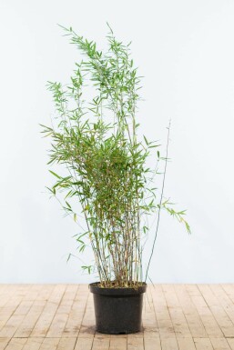 Sort bambus Fargesia nitida hæk 125-150 rodklump