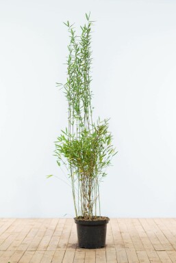 Fargesia nitida 150-175 cm