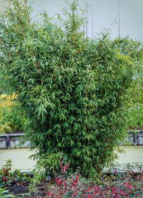 Sort bambus Fargesia nitida hæk 150-175 rodklump