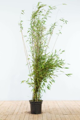 Sort bambus Fargesia nitida hæk 175-200 rodklump