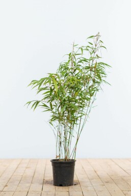 Fargesia rufa 60-80 cm