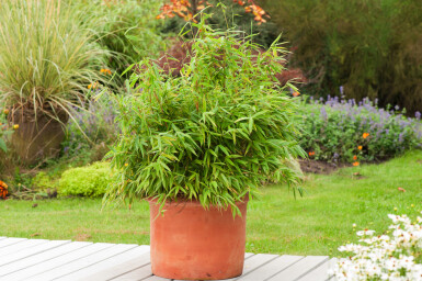 Bambus Fargesia rufa hæk 60-80 rodklump Fargesia rufa 60-80 cm