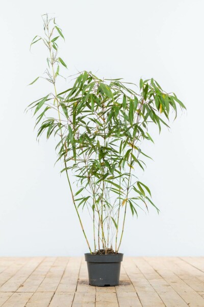 Fargesia rufa 80-100 cm
