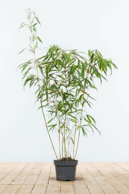 Bambus Fargesia rufa hæk 80-100 rodklump