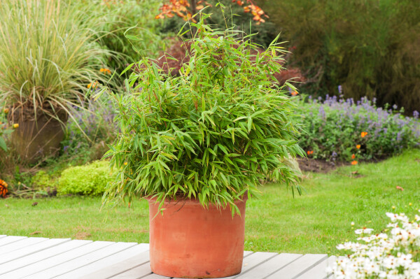 Fargesia rufa 80-100 cm