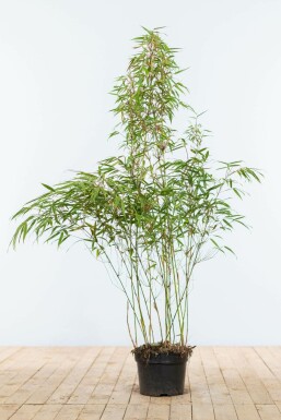 Fargesia rufa 100-125 cm
