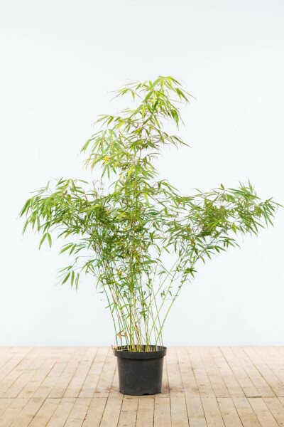 Fargesia rufa 125-150 cm