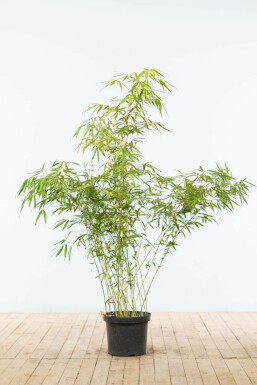 Bambus Fargesia rufa hæk 125-150 rodklump Fargesia rufa 125-150 cm