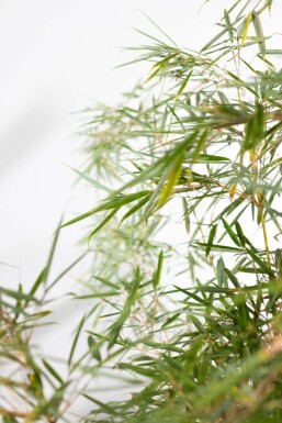 Fargesia robusta 'Campbell' 200-225 cm - Potte