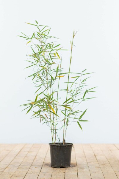 Fargesia robusta 'Campbell' 60-80 cm