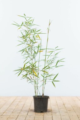 Fargesia robusta 'Campbell' 60-80 cm