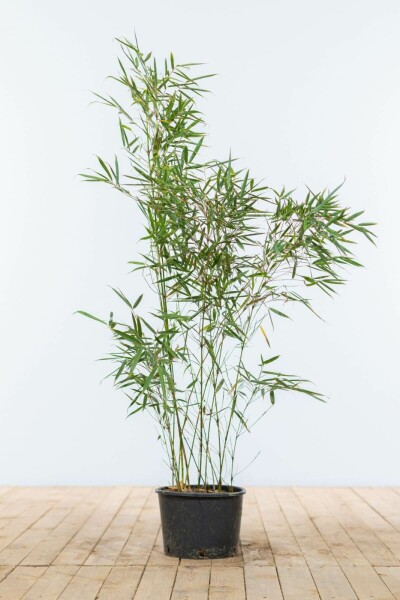 Fargesia robusta 'Campbell' 80-100 cm