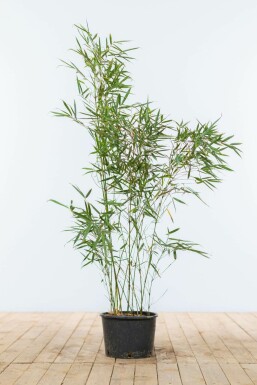 Fargesia robusta 'Campbell' 80-100 cm