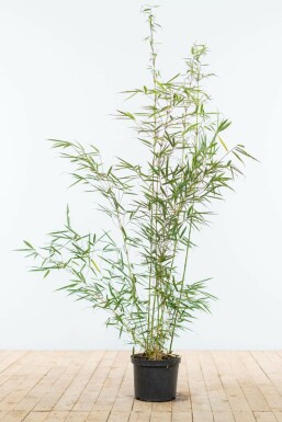 Fargesia robusta 'Campbell' 100-125 cm