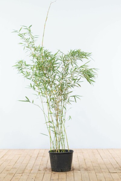Fargesia robusta 'Campbell' 125-150 cm