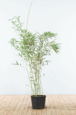 Fargesia robusta 'Campbell' 125-150 cm