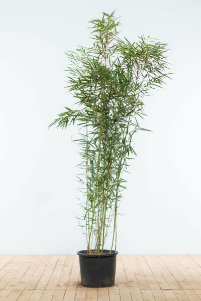 Fargesia robusta 'Campbell' 150-175 cm