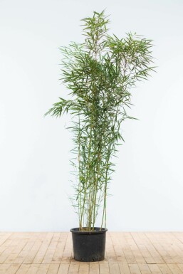 Fargesia robusta 'Campbell' 150-175 cm