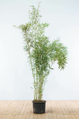 Fargesia robusta 'Campbell' 175-200 cm
