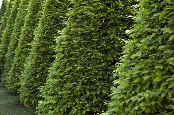 Fagus sylvatica 30-40 cm