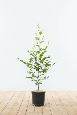 Almindelig bøg Fagus sylvatica hæk 60-80 potte Fagus sylvatica 60-80 cm