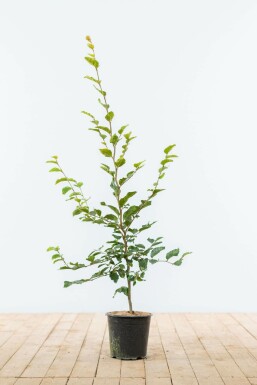 Almindelig bøg Fagus sylvatica hæk 80-100 potte Fagus sylvatica 80-100 cm